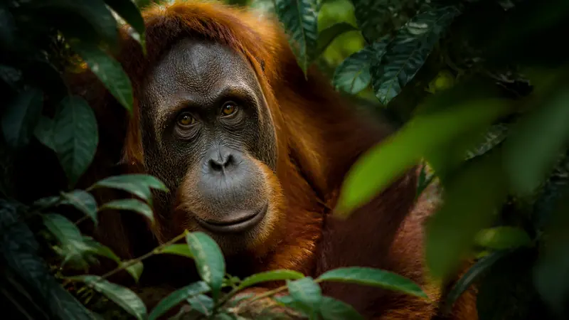 An orangutan looking through dense rainforest foliage