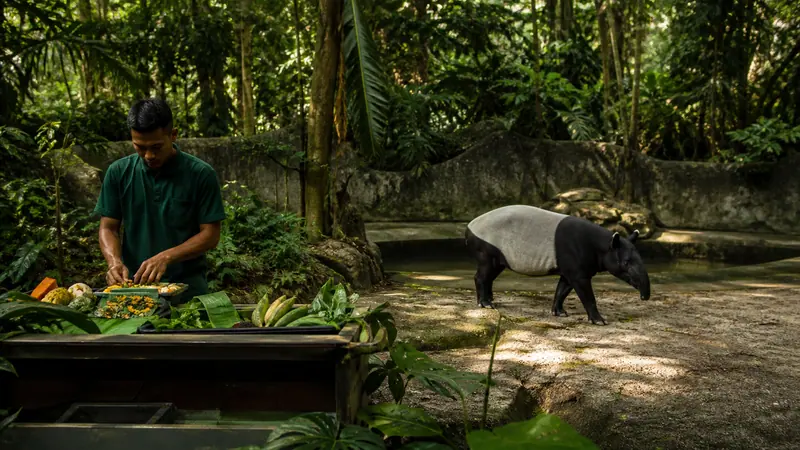 A wildlife keeper preparing enrichment food beside a Malayan tapir habitat